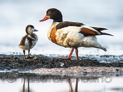 BB 15 0499 / Tadorna tadorna / Gravand